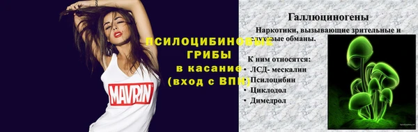 индика Новозыбков
